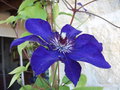 vignette Clematis patens 'The President'