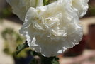 vignette rose trmire blanche