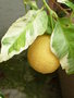 vignette Citrus limon 'Variegata' - Citronnier panach