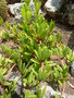 vignette Peperomia pereskiifolia