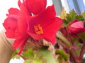 vignette Begonia tuberhybrida