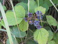 vignette Rubus caesius