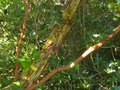 vignette Arbutus andrachnoides au beau tronc qui se desquame gros plan au 19 07 10