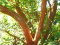 vignette Arbutus andrachnoides au beau tronc qui se desquame au 19 07 10