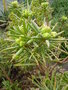 vignette Oxalis succulenta
