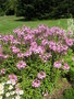 vignette Cleome spinosa 'Senorita Rosalita' - Fleur araigne