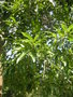 vignette Quercus imbricaria = Quercus phellos var. imbricaria -  	ch. imbriqu, ch.  bardeaux, Chne  feuilles de laurier, Chne imbriqu, Chne  bardeaux, Chne  feuilles de laurier