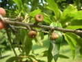 vignette Quercus imbricaria = Quercus phellos var. imbricaria -  	ch. imbriqu, ch.  bardeaux, Chne  feuilles de laurier, Chne imbriqu, Chne  bardeaux, Chne  feuilles de laurier