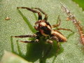 vignette Araigne (Salticidae) sur Aeonium haworthii