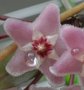 vignette Hoya cv Mini-Bell 3 nectar