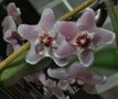 vignette Hoya cv Mini-Bell 3 nectar