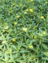 vignette Ludwigia grandiflora - Jussie  grandes fleurs