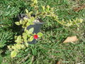 vignette Aptenia cordifolia ???