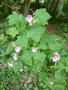 vignette Rubus odoratus - Ronce odorante