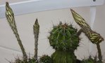 vignette echinopsis