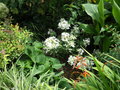 vignette Hydrangea Paniculata 'Phantom'(jeune plant)
