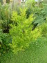 vignette Taxodium distichum - Cyprs chauve ou Cyprs de la Louisiane ou Cyprs des maraicages plant par la SHBL