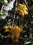 vignette Oxera longifolia