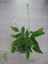 vignette Drimiopsis maculata = Ledebouria petiolata - African Hosta