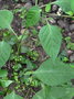 vignette Solanum americanum