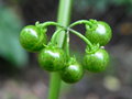 vignette Solanum americanum