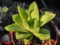 vignette Haworthia