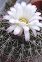 vignette Acanthocalycium klimpelianum 07 2010