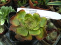 vignette Aeonium arboreum 