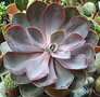 vignette Echeveria Oerle von Numberg