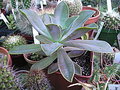 vignette Graptoveria Jrmie 16 6 2010 ndc