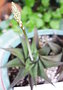 vignette Haworthia limifolia 9 5 10 ndc