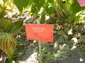 vignette Hibiscus palustris (pancarte )
