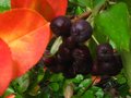 vignette Aronia melanocarpa viking fruits au 23 07 10
