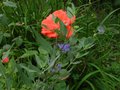 vignette Caryopteris clandonensis Kew blue et Rosa Superstar au 24 07 10