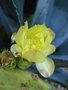 vignette Opuntia vulgaris