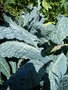 vignette Brassica oleracea  acephala
