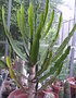 vignette Euphorbia triangularis 25 7 10 Ndc