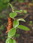 vignette Nothofagus alessandrii