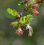 vignette Nothofagus antarctica