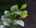 vignette Nothofagus betuloides