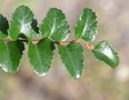 vignette Nothofagus cunninghamii