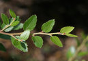 vignette Nothofagus dombeyi