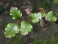 vignette Nothofagus fusca