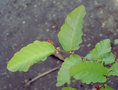 vignette Nothofagus glauca