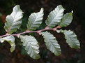 vignette Nothofagus macrocarpa