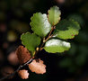 vignette Nothofagus menziesii