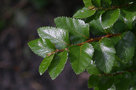 vignette Nothofagus nitida