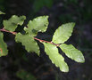 vignette Nothofagus obliqua