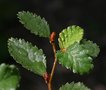 vignette Nothofagus pumilio