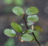 vignette Nothofagus solanderi solanderi